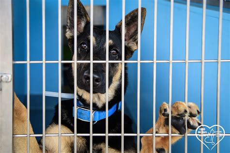 Animal shelter baldwin park - Dec 3, 2023 · The policy change came after Bowie, a 4-month-old terrier at the Baldwin Park shelter, was put down without any rescue requests, sparking outrage from many rescue groups and the public.